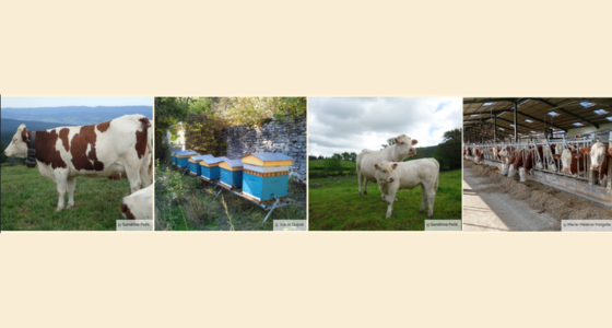 Colloque INRA - 260526