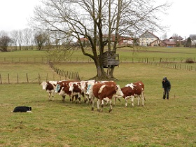 chien de traîneau